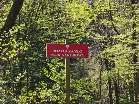 Dyrekcja Roztoczańskiego Parku Narodowego poinformowała, że 8 maja znosi czasowy zakaz wstępu na teren parku.
