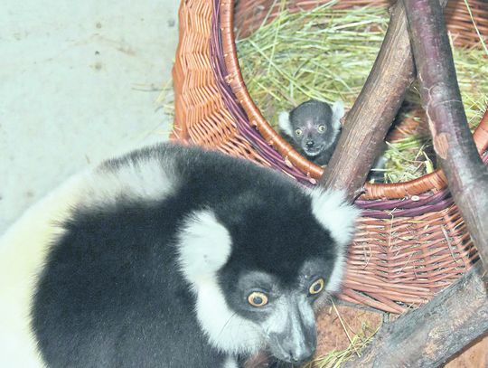 W zamojskim ZOO. 100-letnia mama lemur (TYLKO W GAZECIE)