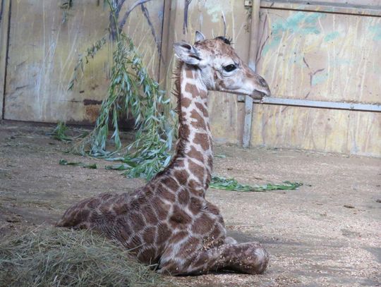 W zamojskim zoo na świat przyszła żyrafa! Maluch ma 1,70 m i waży 70 kg [ZDJĘCIA]