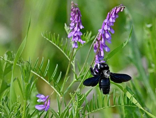 W Zamościu zaobserwowano ściśle chronioną czarną pszczołę! To prawdziwy cud, mówią ludzie