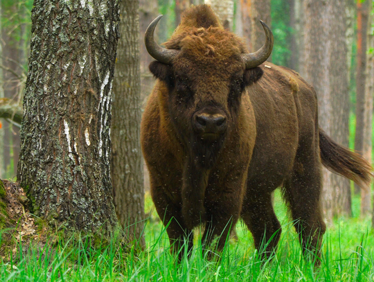 Hitem tegorocznych wakacji okazało się Podlasie. Żubry to jeden z magnesów, które przyciągają turystów.