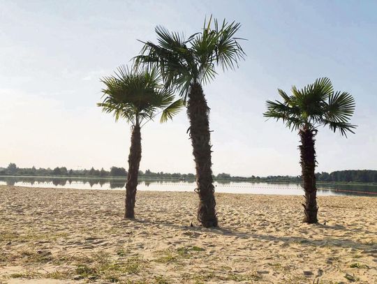 Wakacje pod palmami... w Zamościu. Nad zalewem będą też nowości Gdy tylko pogoda pozwoli, nad zalew wrócą palmy. Fot. UM Zamość