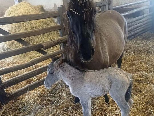 Walentynkowy cud natury w Zwierzyńcu. W RPN przyszedł na świat pierwszy w tym roku konik polski Walentynkowy cud natury w Zwierzyńcu. W RPN przyszedł na świat pierwszy w tym roku konik polski