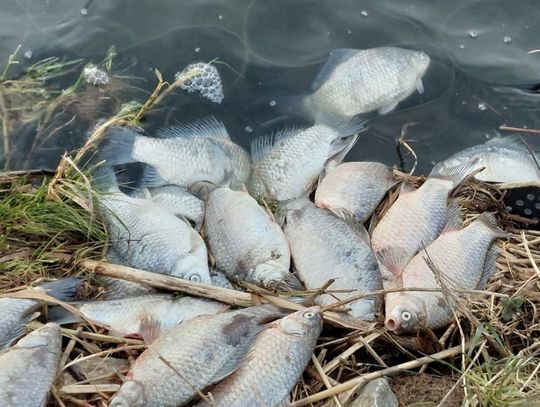 Wędkarze wyłowili tysiące martwych ryb. PZW Zamość bada sprawę