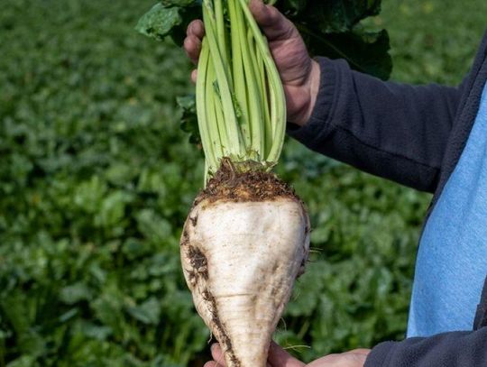 Werbkowice/Krasnystaw: 80 proc. plantacji narażonych na straty z powodu żerowania szarka komośnika