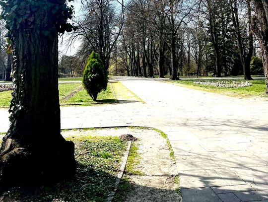 Miasto rozstrzygnęło zapytanie ofertowe na prace pielęgnacyjne i diagnostyczne 26 wiekowych drzew w 14 lokalizacjach.