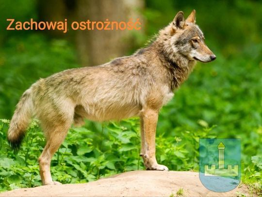 Wilczy alert w gminie Horodło. Władze ostrzegają mieszkańców W ostatnim czasie napłynęły niepokojące doniesienia o obecności wilka w bezpośrednim sąsiedztwie gospodarstw w Rogalinie