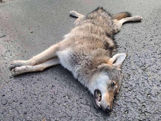 Wilczyca z Roztoczańskiego Parku Narodowego zginęła pod kołami. Nie miała tyle szczęścia co „Szczęściarz”