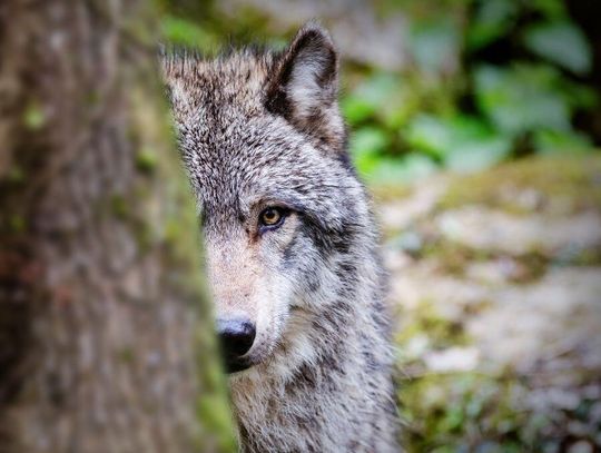 W kilku regionach Polski samorządy ostrzegają mieszkańców i apelują o ostrożność.