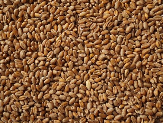 Władze powiatu hrubieszowskiego zaniepokojone importem zbóż z Ukrainy