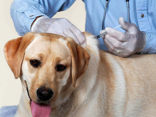 Właściciele psów do kontroli. Może się to zakończyć kosztownym mandatem