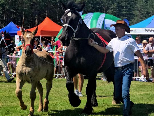 Lubelskie: Wojewódzka Wystawa Koni Zimnokrwistych przyciągnęła tłumy [GALERIA ZDJĘĆ, WYNIKI]