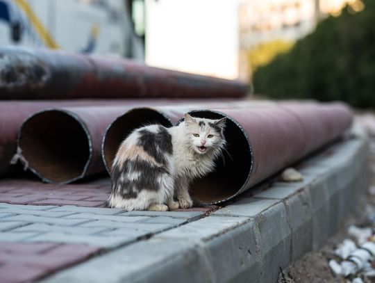 Wścieklizna w powiecie hrubieszowskim nie ustępuje. W Tuczapach znaleziono martwego kota