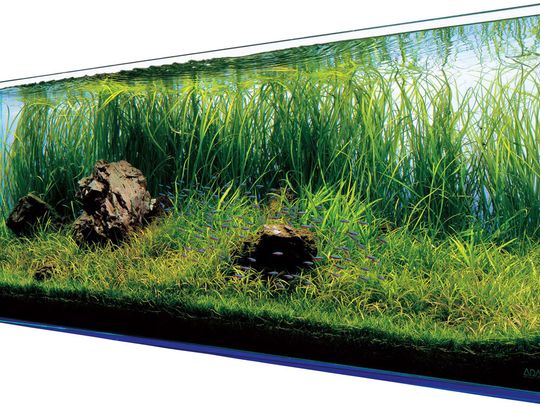 Wyposażenie akwarium