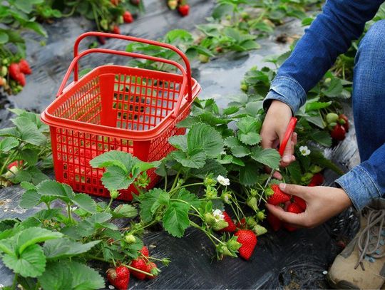 Plantatorzy truskawek zapowiadają, że na przyszły tydzień przypada okres, w którym owoców będzie najwięcej.