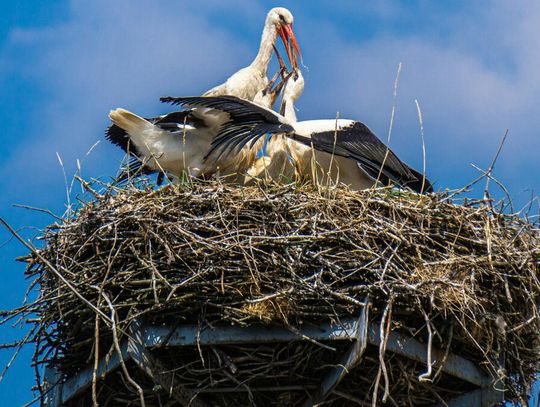 Jako pierwszy – doniosły media – zameldował się bocian Krutek, który wrócił do swojego  gniazda w Krutyni na Mazurach. Do Polski dotarł już 23 lutego.