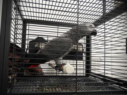 Zagrożona wyginięciem papuga odebrana przemytnikowi trafiła do zoo w Zamościu