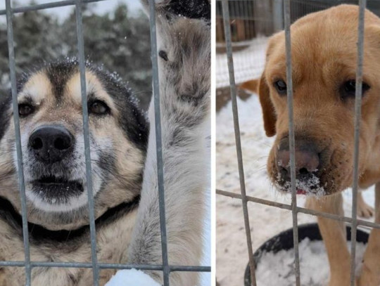 Tegoroczna zima dla tysięcy zwierząt to walka o przetrwanie. Media społecznościowe zalewają apele schronisk, fundacji i stowarzyszeń, które proszą o pomoc, domy tymczasowe, transport, karmę, słomę...