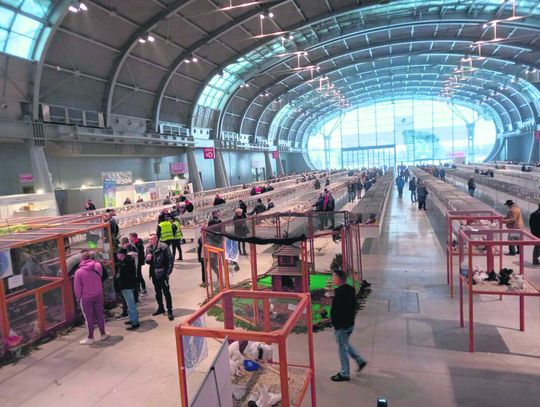 Zamojski Związek Hodowców Gołębi Rasowych i Drobiu Ozdobnego z tytułami