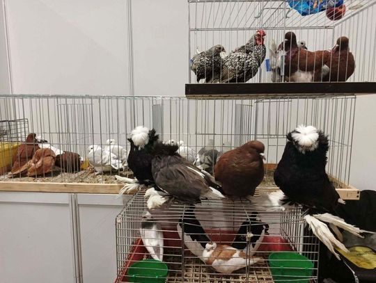 Międzynarodowa Wystawa Gołębi Rasowych Drobiu Rasowego i Królików ,,POLAND 2025” w Kielcach.