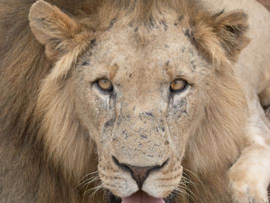 Zamość: Bakterie u drapieżników w ZOO. Mają oczyszczać odchody