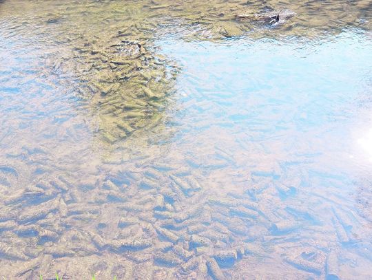 Zamość: Butelkowe dno Łabuńki (TYLKO W GAZECIE)