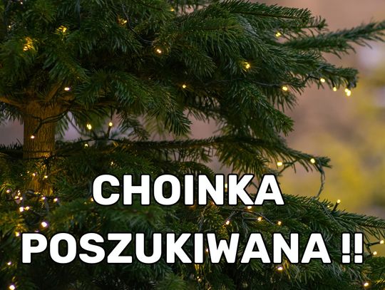 "Chcemy stworzyć w Zamościu klimat tradycyjnych Świąt i postawić na Rynku Wielkim duuużą, żywą choinkę" - informuje PGK Zamość.