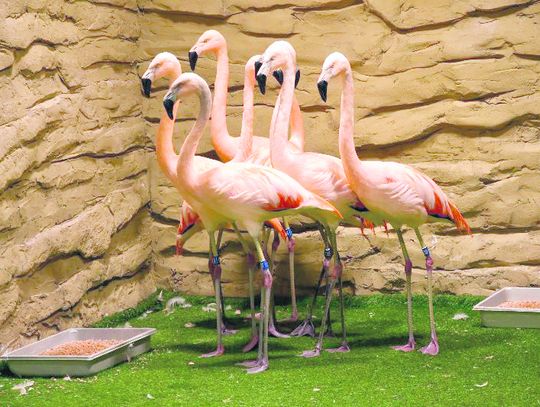 Zamość: Chilijskie flamingi w zoo