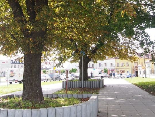 Otrzymana dotacja jest połową kwoty, którą miasto przeznaczy na pielęgnację drzew przy ul. Akademickiej w Zamościu. Resztę dołoży ze swojego budżetu.
