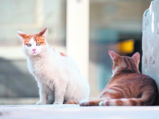 Zamość: Dzikie koty w zakładach (TYLKO W GAZECIE)