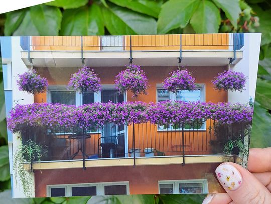 Jeden z balkonów zgłoszonych do konkursu miasta Zamość.