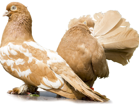 Zamość: Gołębie i inne ptasie piękności na wystawie