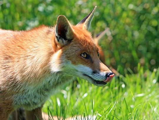 Zamość: Lisy grasują na osiedlach