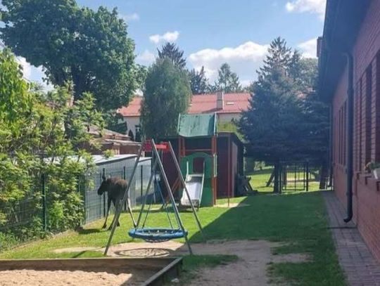 Zamość: Młody łoś spacerował po mieście. Strażacy złapali go przy przedszkolu na Koszarach