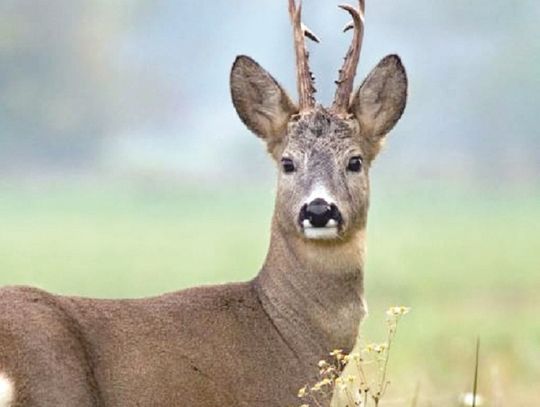 Zamość: Myśliwy winny, ale bez kary