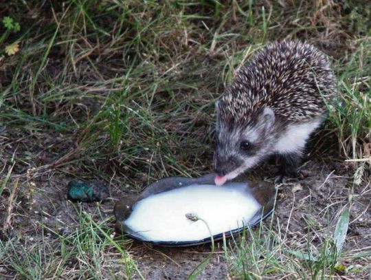 Zamość: Nie podrzucajcie zwierząt! Zoo to nie azyl dla jeży i jerzyków