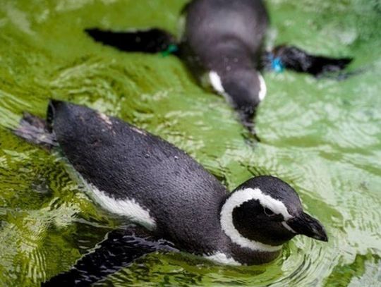 W Zamościu nieloty będzie można oglądać zarówno na lądzie, jak i podczas pływania pod wodą.
