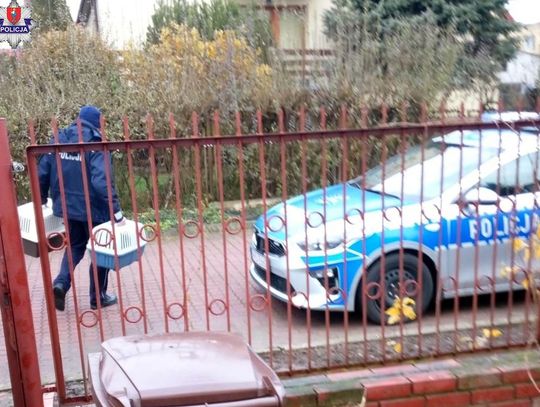 Dzielnicowi zamojskiej komendy wspólnie z przedstawicielami Inspekcji Weterynaryjnej i fundacji „Kudłaty Przyjaciel” interweniowali w pustostanie, gdzie przebywały dwa bezpańskie koty.