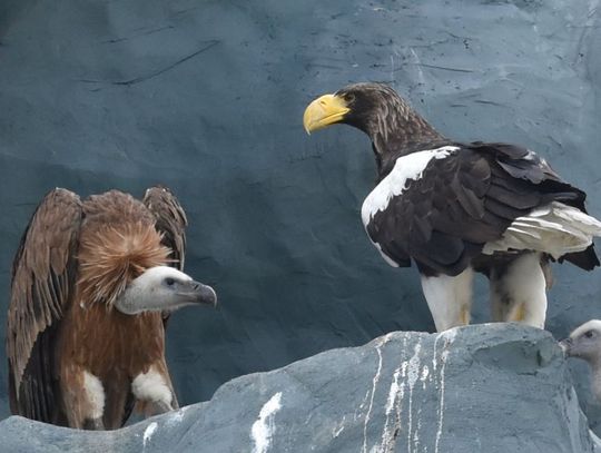 Zamość: Sępy zamieszkały z orłanem w ZOO