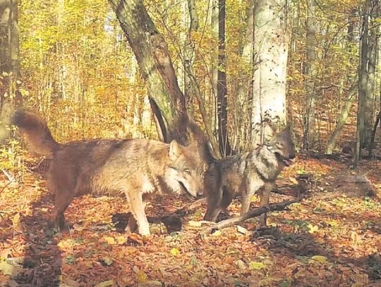 Kosy był najbardziej znanym wilkiem na Roztoczu. W celach badawczych naukowcy założyli mu obrożę telemetryczną. W ten sposób wiedzieli, gdzie się przemieszcza. Fot. Przemysław Stachyra