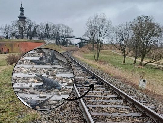 Zamość: To nie ptasia grypa. Co zabiło kilkadziesiąt gawronów znalezionych przy torach?