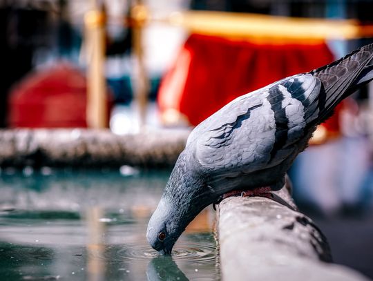 Zamość: To tylko łyk wody dla zwierząt