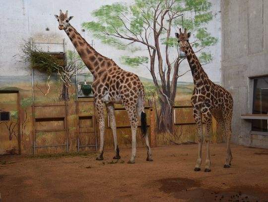Zamość: W zamojskim ogrodzie zoologicznym jest druga żyrafa!