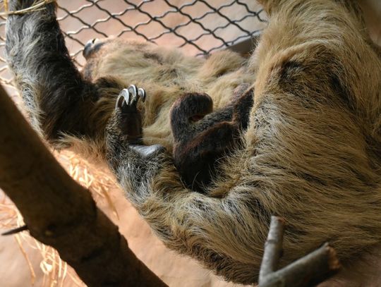 Zamość: W zoo urodził się leniwiec