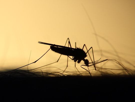 Zamość: Wytrują komary, padną też meszki i kleszcze