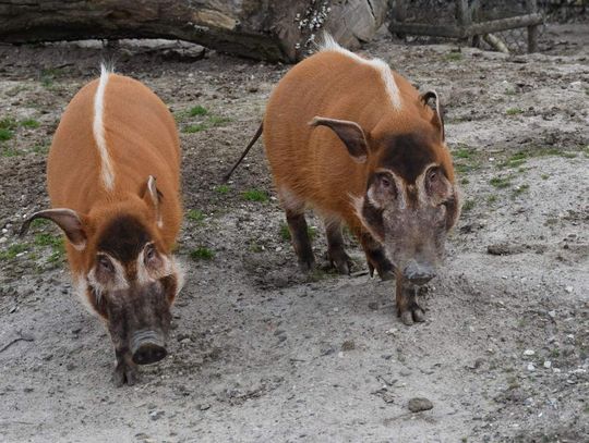 Zwierzęta w zoo w Zamościu.