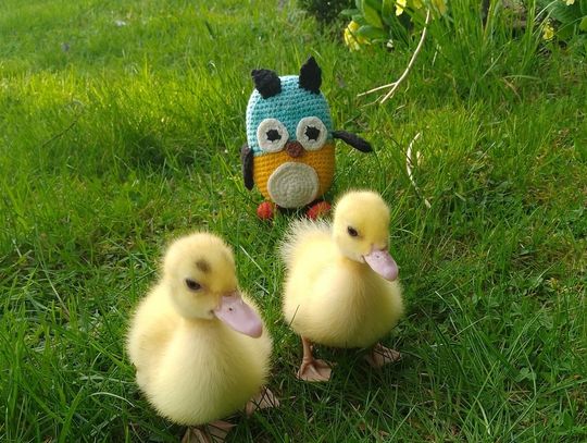 Sowa Wolumena i kaczki na wypasie.