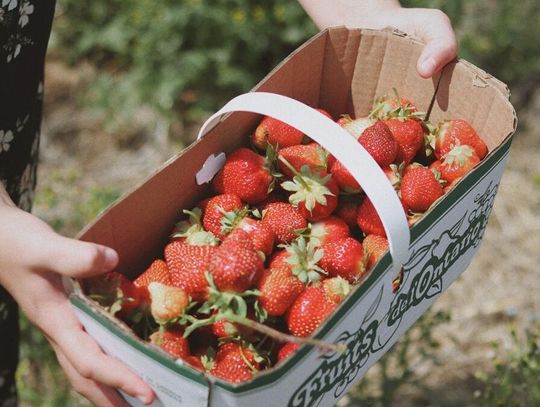 4 tys. złotych można zarobić na sprzedawaniu truskawek. Co do zbierania, to pieniądze zależą od tego, ile uda się dostarczyć owoców.