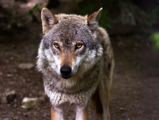 Zastrzelono już trzy wilki z RPN