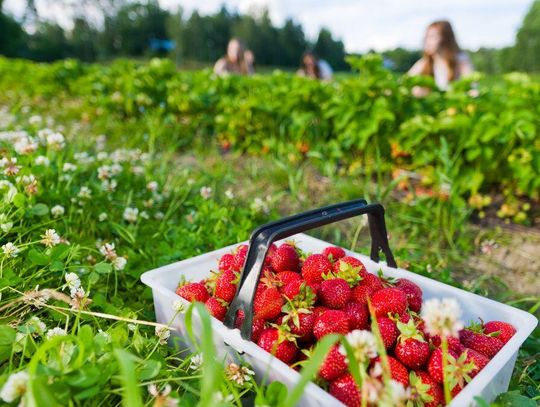 Polscy naukowcy wskazują, że do wyrzucamy bardzo cenną część truskawki. Radzą, aby poważnie zastanowić się nad jej wykorzystaniem w przemyśle spożywczym.